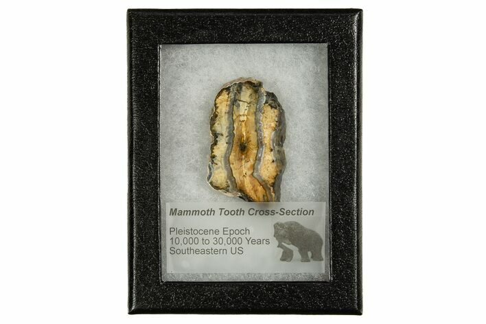 Mammoth Molar Slice With Case - South Carolina #335356